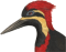 woodpecker's Profielfoto