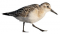 Calidris's Profielfoto