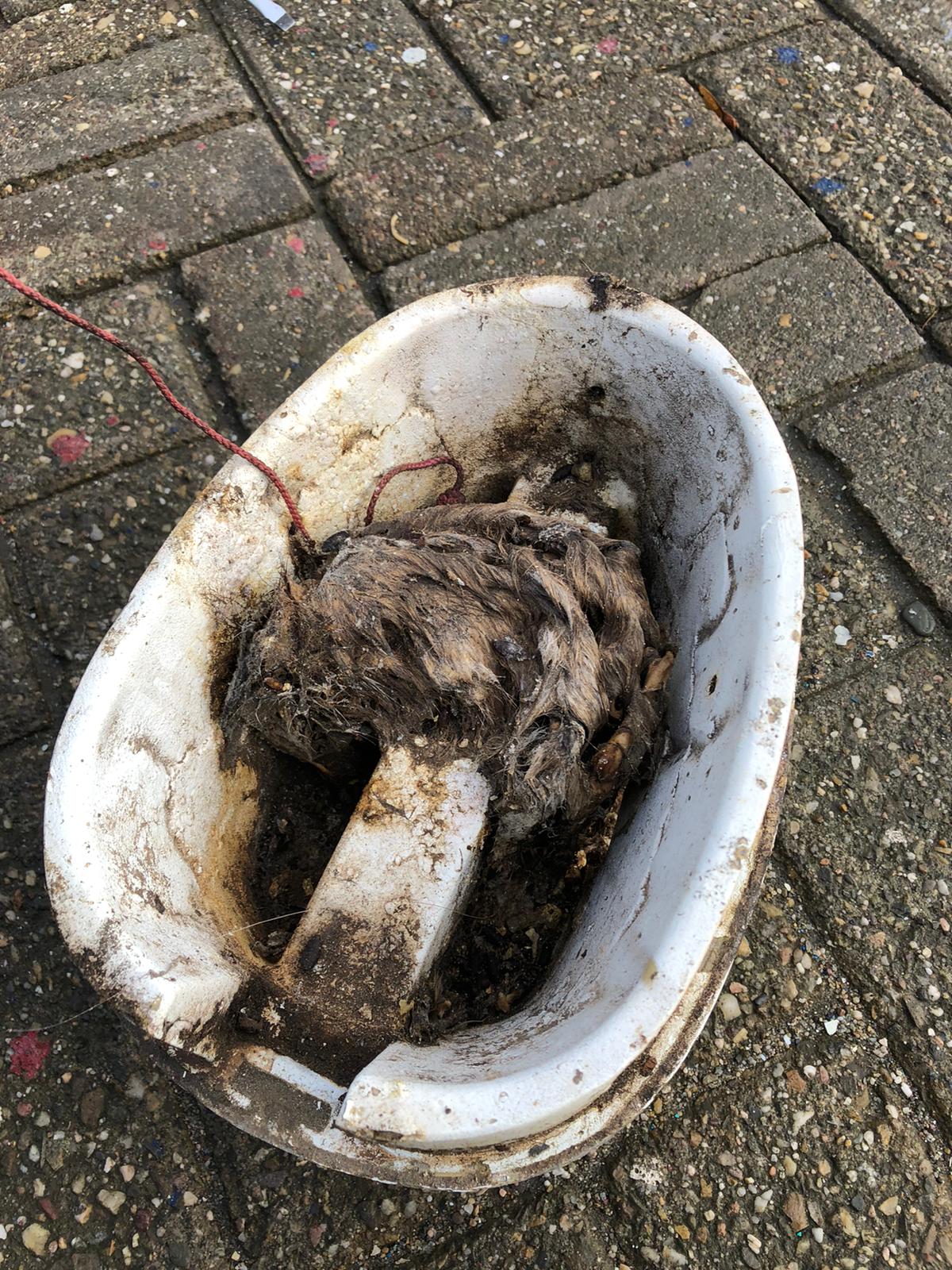 verstekeling mastvoet